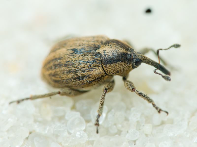 Sibinia pellucens (Scopoli, 1772)